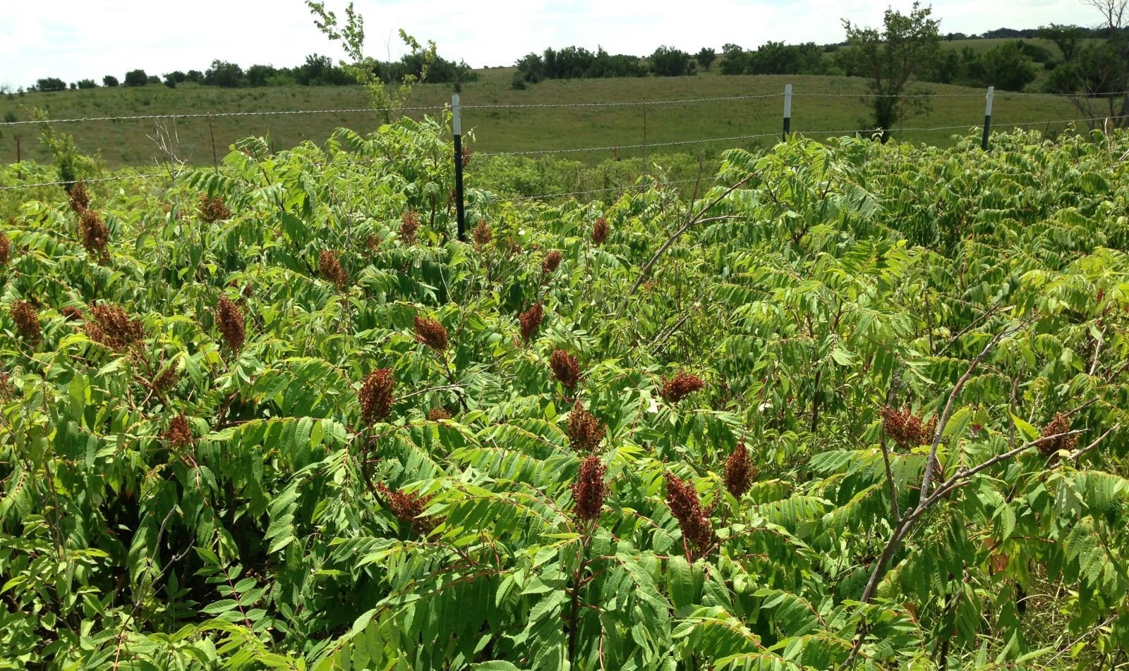 Invasive Sumac How to Get Rid of It and Why Insights